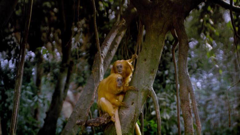 Tropical Rainforest still 2