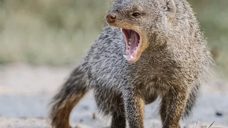 Africa's Deadliest still 5