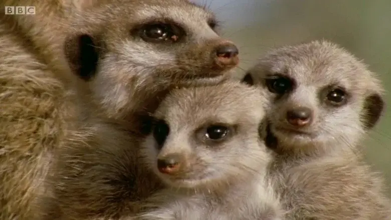 Animal Super Parents still 1