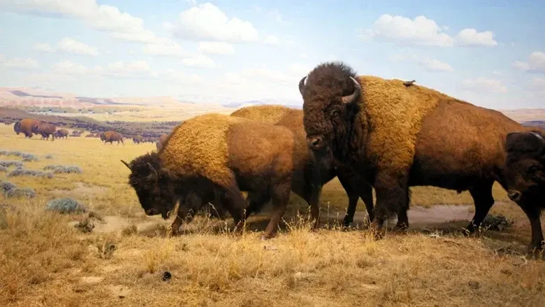 Wild Yellowstone still 8