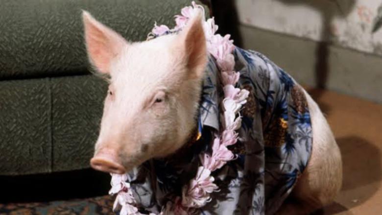 Green Acres still 7