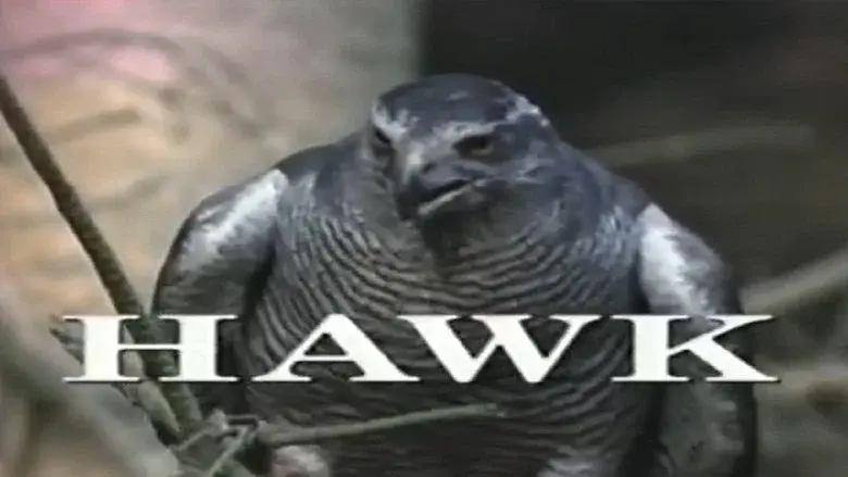 Predators of the Wild: Hawk still 1