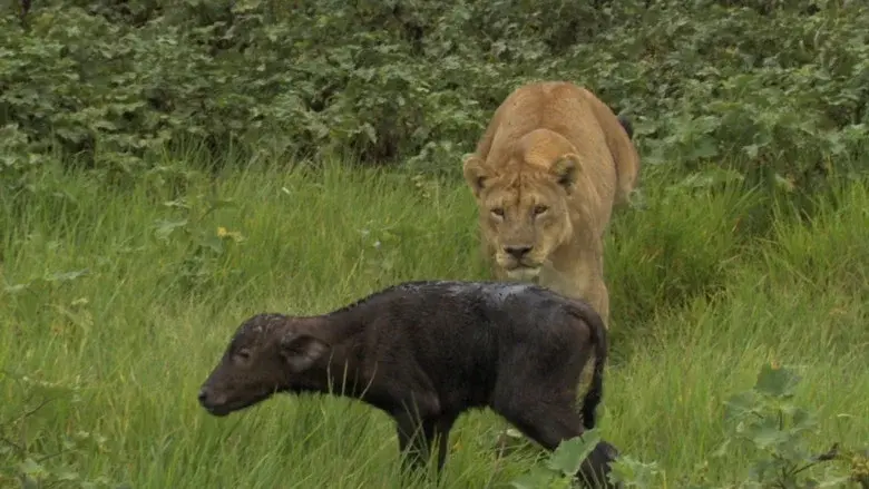 Big Cat Odyssey: Revealed still 4