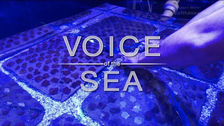 Voice of the Sea still 1