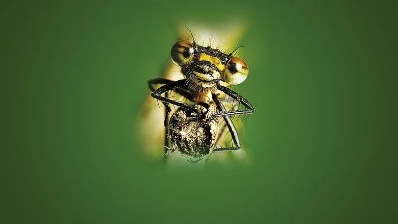 Micro Monsters with David Attenborough still 6