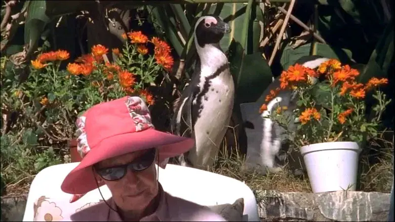 City Slickers: A tale of two African penguins still 1