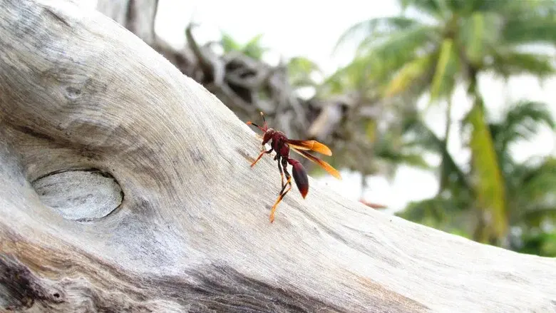 Micro Monsters with David Attenborough still 3