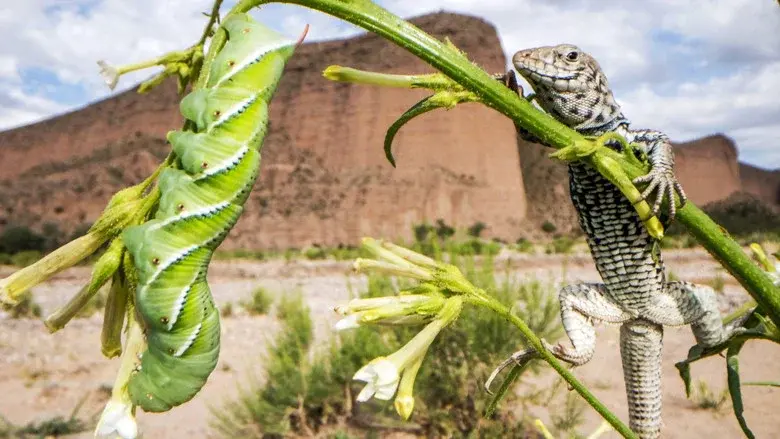The Green Planet still 4