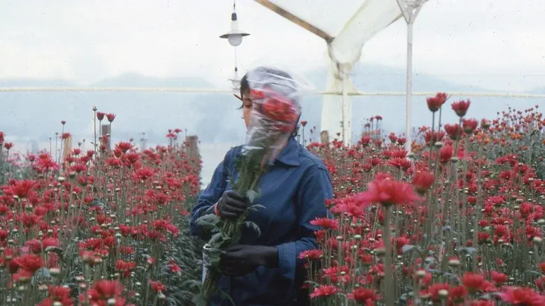 Love, Women and Flowers still 1