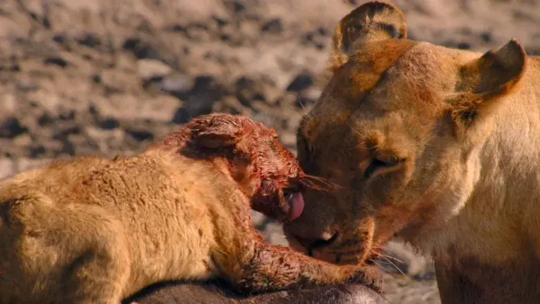 Birth of a Pride still 6