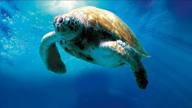 Turtle: The Incredible Journey still 2