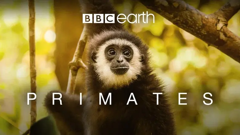 Primates still 3