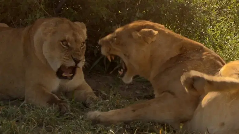 Birth of a Pride still 4